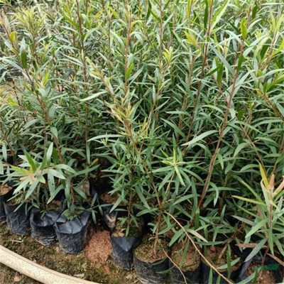 沭陽萬象花木種植專業合作社 匠心打造綠色生態，專業引領綠化工程新風尚