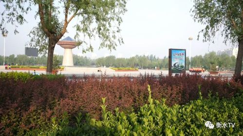 阜城縣穩步推進五大綠化工程，繪就生態新畫卷